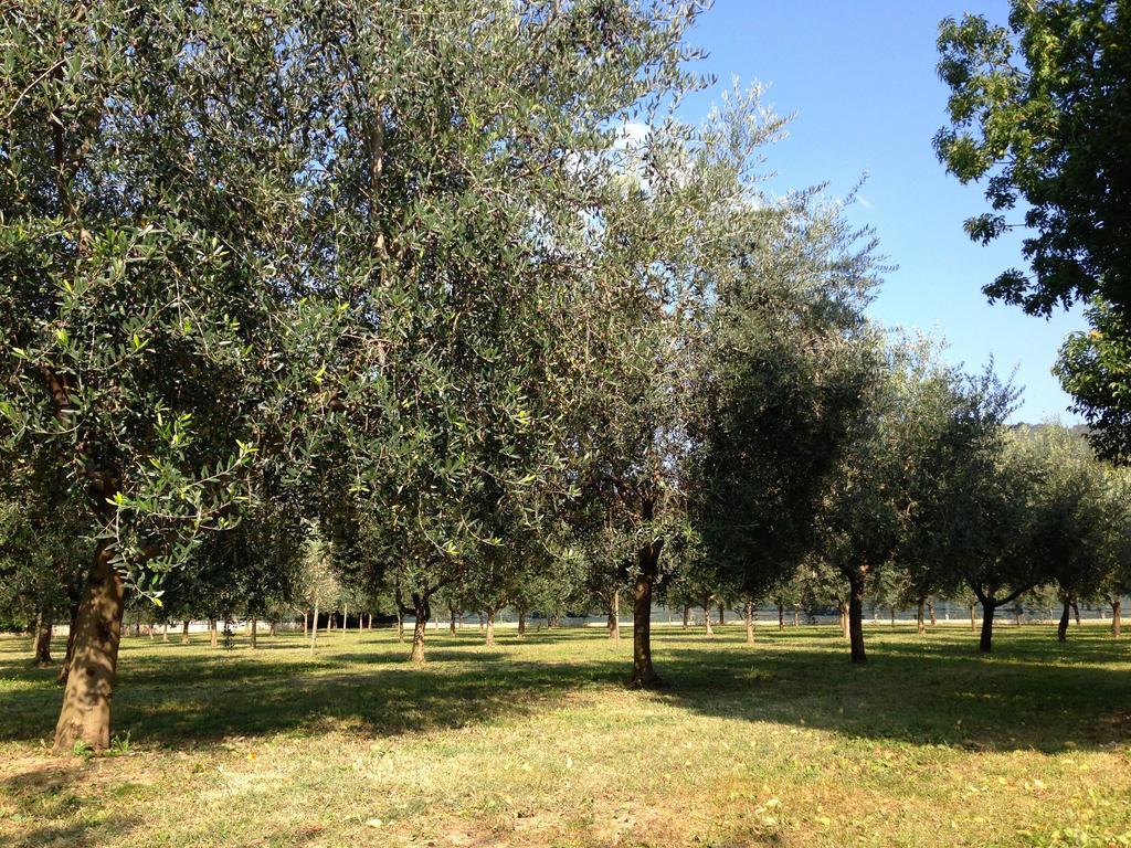 Agriturismo Corte Moranda Verona Exteriér fotografie